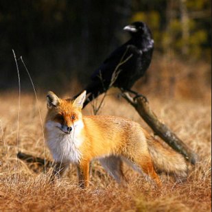 fuchs1.jpg